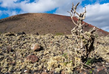 ARCHIVO - Un sendero trepa