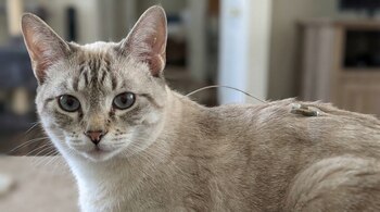 Las jornadas de esterilización deberán