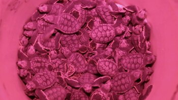 “Esta pandemia ha permitido que