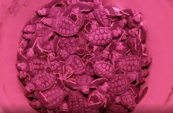 Es el mayor registro de