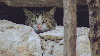 ¿Qué hacer con tu mascota ante un desastre natural? Estas son tres claves para protegerla durante una emergencia