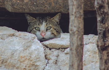 Un gato atigrado y blanco asoma la cabeza entre un muro de piedras y una estructura metálica