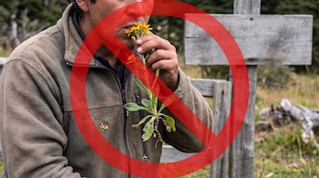 Hombre sosteniendo una flor de árnica amarilla cerca de su boca, con un gran signo rojo de prohibición sobre la escena. Fondo borroso con madera y vegetación.