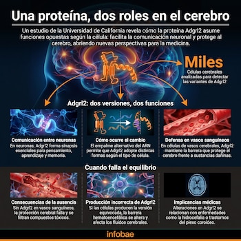 Infografía detallada de un cerebro, modelos de la proteína Adgrl2, neuronas, vasos sanguíneos y una resonancia magnética cerebral, ilustrando su doble función.