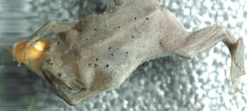 Un sapo plano de color claro sostiene un pez amarillo cerca de su boca sobre un fondo brillante