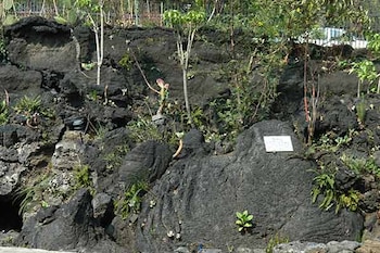 Rocas volcánicas oscuras con diversas plantas, arbustos y una pequeña placa informativa blanca sobre una piedra