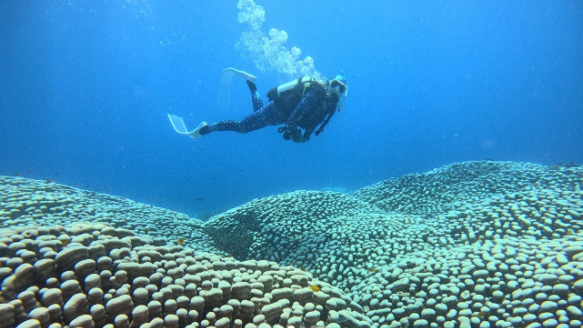 Sophie buceando sobre la barrera de coral. (Instagram/@sophie_dives)