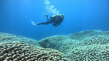 Sophie bucenado sobre la barrera de coral
