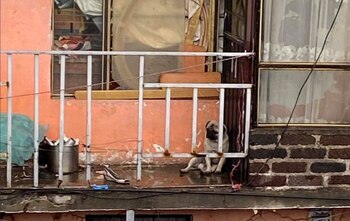 puede observarse al pequeño can