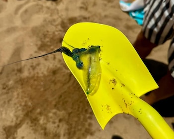 Aunque suele ser llamada "medusa",