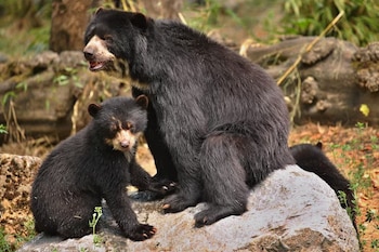 Un oso de anteojos adulto sentado sobre una gran piedra junto a una cría de la misma especie en un terreno natural
