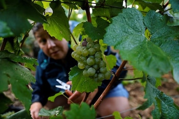 Viñedo de Grand Cru. Reuters/Pascal Rossignol/Foto de Archivo