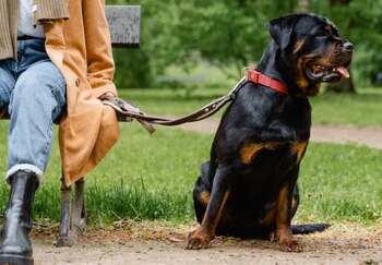 El abogado habló de los