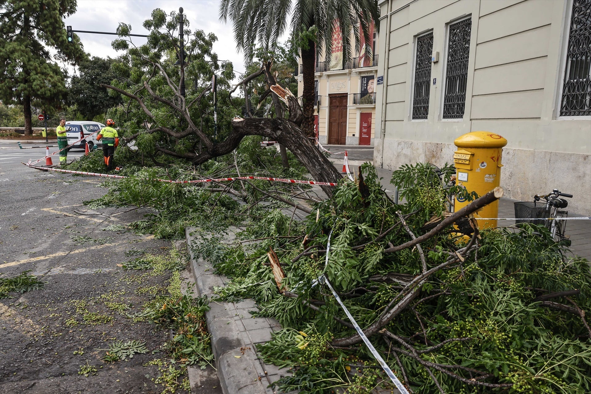 Un árbol caído en la calle de Valencia debido a las fuertes lluvias de la pasada noche. (Rober Solsona / Europa Press)