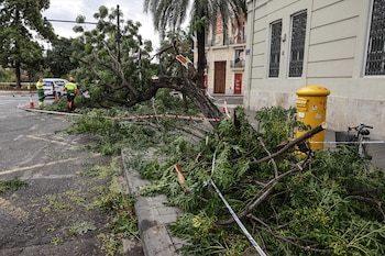 Un árbol caído en la calle de Valencia debido a las fuertes lluvias de la pasada noche. (Rober Solsona / Europa Press)