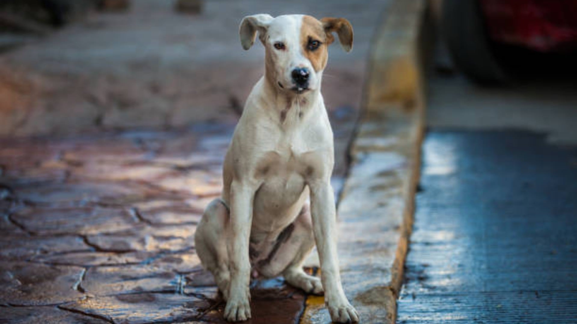 Congreso de CDMX avanza en Ley de Albergues y Refugios con alcaldías y expertos. Foto: (iStock)