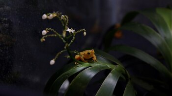 El 40,7 % de anfibios