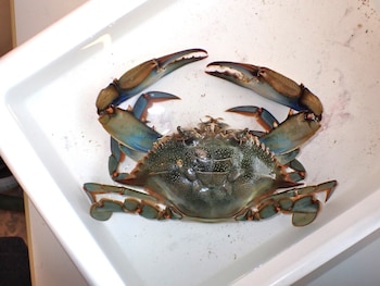 Ejemplar de cangrejo azul. (Linda Kjær-Thomsen/iNaturalist CC BY-NC 4.0)