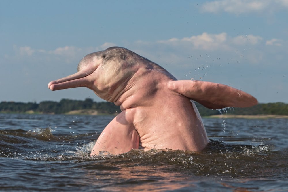 En el 2019, el delfín rosado ingresó en la Lista Roja de Especies en Peligro de Extinción de la Unión Internacional para la Conservación de la Naturaleza (Foto: Fundación Oceanids Ecuador)