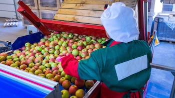 Las agroexportaciones peruanas no dejan de crecer: acumulan 13 años consecutivos al alza