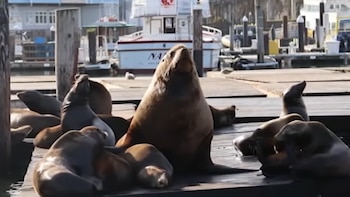 Con más de mil kilos y 3 metros, es furor en las redes sociales: la historia del león marino que se adueñó de San Francisco