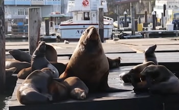 Chonkers, el león marino de casi una tonelada