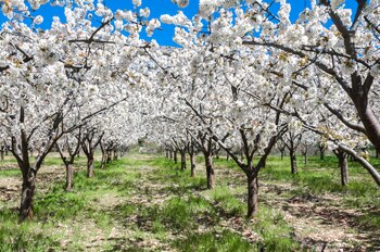 Valle de Caderechas, en Burgos.
