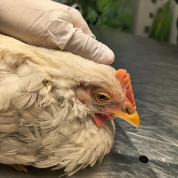 Denuncian a un hincha de Belgrano que desplumó y maltrató a una gallina durante los festejos por el campeonato