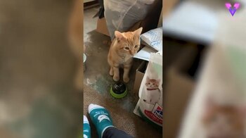 22/10/2020 Este gato está aprendiendo a usar botones de voz para comunicar lo que quiere a su dueña.
MADRID, 22 oct. (EDIZIONES) Lila Engelman, de 22 años, vive con su pareja, Austin, y su gato Kyo, de cinco meses en Santa Clara, California.
SOCIEDAD
YOUTUBE/VIDELO/LILA ENGELMAN