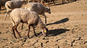Los efectos del cambio climático persisten incluso en los tataranietos