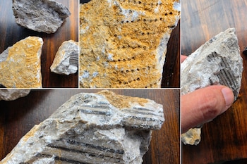 Cuatro fotografías de fragmentos de roca beige y gris con patrones de poros y estrías oscuras, sostenidos y apoyados en una mesa.
