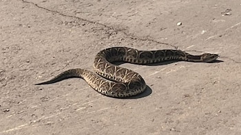 Encontraron a una yarará de la cruz en Misiones y la Policía la rescató: fue liberada en una reserva natural