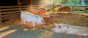 El nacimiento del primer cerdo genéticamente modificado para trasplantes en América Latina