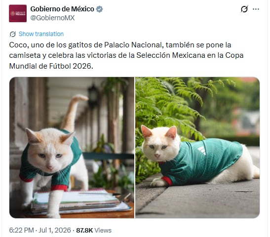 El minino de orejas y cola anaranjadas es uno de los 19 gatos que recorren a sus anchas los jardines de Palacio Nacional y que reciben atención veterinaria de especialistas de la UNAM con cargo al presupuesto nacional. (@GobiernoMX)