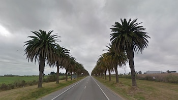 Palmeras en Ruta uno a