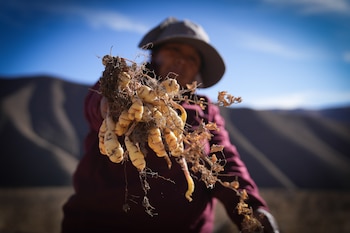 La variabilidad climática con sequía, inundaciones, heladas tempranas y lluvias irregulares afecta la producción de tubérculos varios: papines andinos y ocas