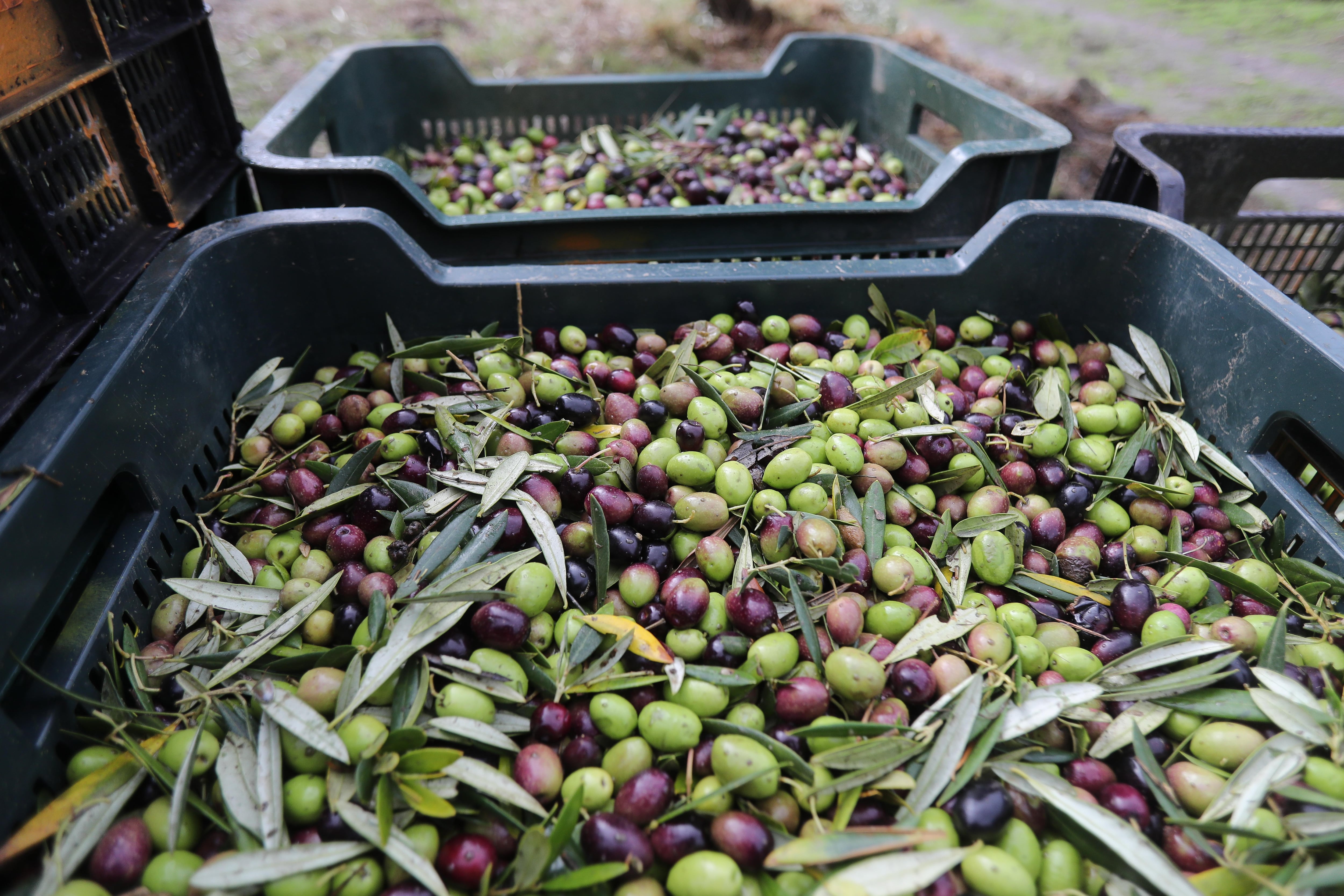 Aceitunas recogidas durante el comienzo de la campaña a 6 de noviembre de 2025 en Quiroga. (Carlos Castro / Europa Press)