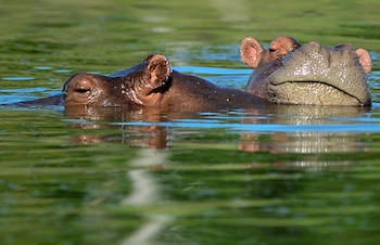 Se calcula que los hipopótamos