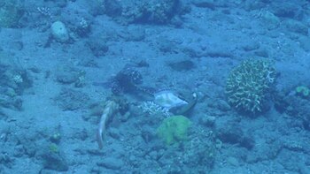 Investigadores observan colaboración en cacerías