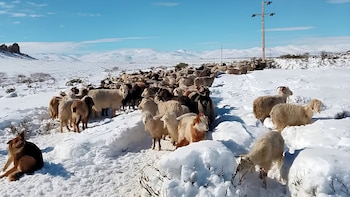 Alerta por nevadas en Mendoza y Neuquén: crece la preocupación por el ganado y ya hay más de tres mil camiones varados