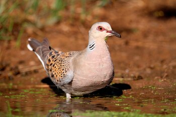 Vista de una t�rtola europea