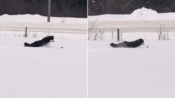 El perro, emocionado, persiguió al ratón pensando que se trataba de un juego.