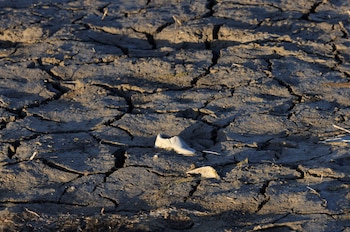 Primer plano de un zapato blanco solitario sobre un suelo de tierra seca y agrietada, con profundas fisuras y algunas sombras en la superficie