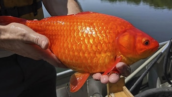 Autoridades pidieron a los ciudadanos