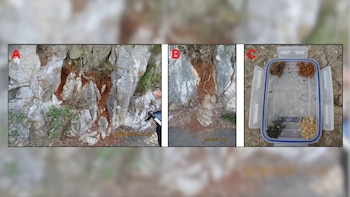 La técnica la han desarrollado para tratar la indigestión de la comida basura que les dan los turistas