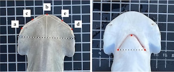 Vista dorsal y ventral de la cabeza de un tiburón sobre una cuadrícula con puntos rojos, líneas de guía y letras