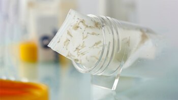 La terapia usa larvas criadas