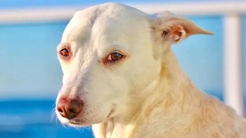 Murió Sugar, la perra surfista