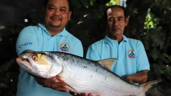 Esta especie se creía extinta,