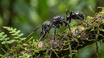 La Amazonía bajo la lupa: revelan que una zona de la selva podría albergar más de 40.000 especies de insectos